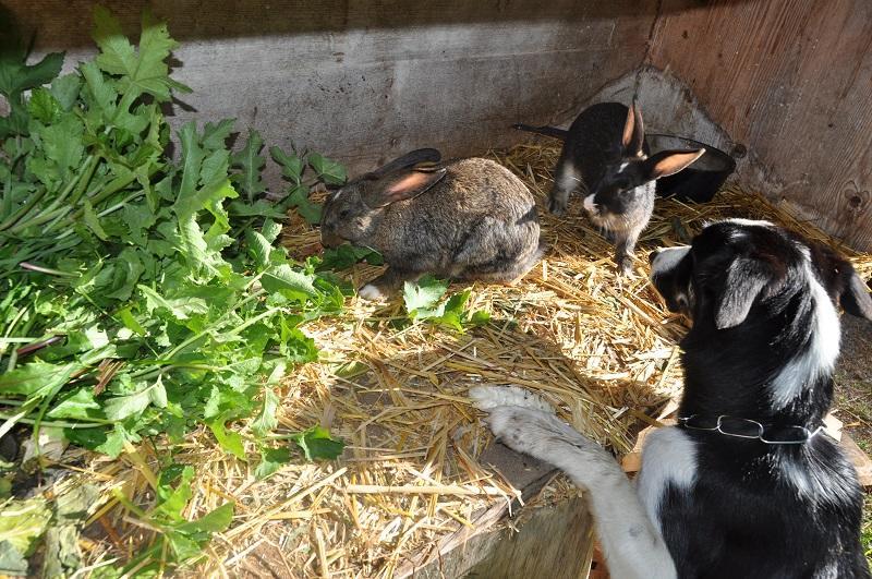 Ferienwohnung Dichtlbauer Sankt Gilgen Exteriör bild